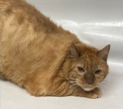 Oldie orange tabby boy cat "Tambu" at NYC ACC in #NewYork needs a home with some great urgency! This dear fellow weighs 24 pounds so a diet may be in order! Adopt if you're in the local area! Pledge for rescue!
VERY URGENT! 🙏
nycacc.app/#/browse/188403
