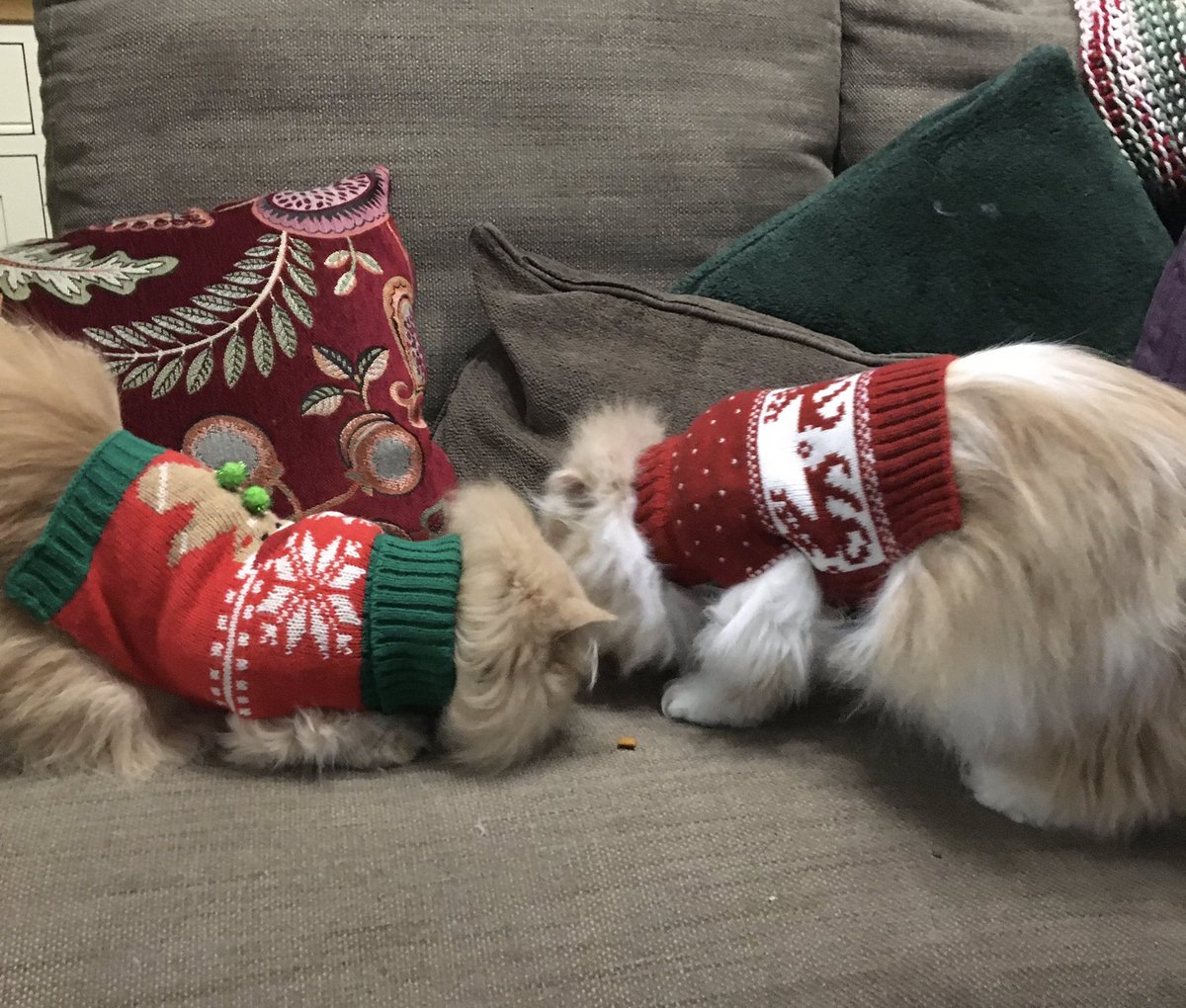 Meowning!  #ThrowbackThursday #Christmasjumper #ChristmasJumperDay #Hedgewatch #CatsAreFamily #Christmas2023 🎄🎄🧑‍🎄🧑‍🎄😻😻