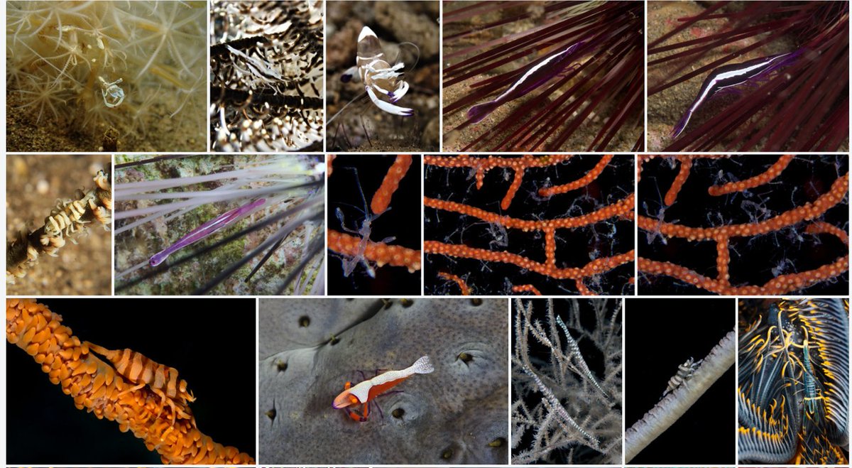 Pacificklaus's tweet image. A rich collection of commensal #shrimps and crabs, all living on invertebrate hosts. #Echinoderms (sea urchins, crinoids, and sea stars) are common hosts, and so are anemones and corals. @Werner_deGier @hakaimagazine 
flickr.com/photos/pacific…