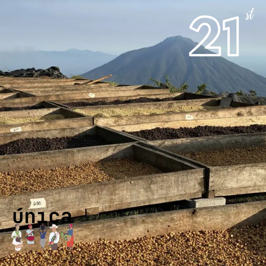 Coffee Advent tweet media