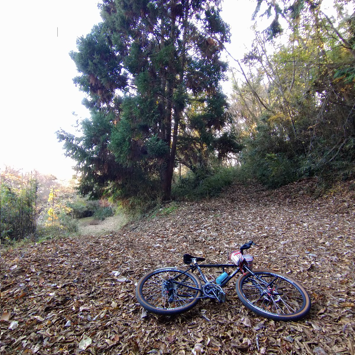 cyclonechee's tweet photo. 久しぶりにSURLYに乗って、いつもの里山コース。
ちょっと足を延ばして気ままに走る。あははっ、道がなくなったぞ。
落ち葉の上でトルクかけすぎて滑る感覚も久しぶり。さーて、つかの間のサクサクライドを噛みしめて帰るかー!
#イノシシ出るからね
#cyclone #surlystraggler #surlybikes #gravelbike https://t.co/X8aEhRp9dH