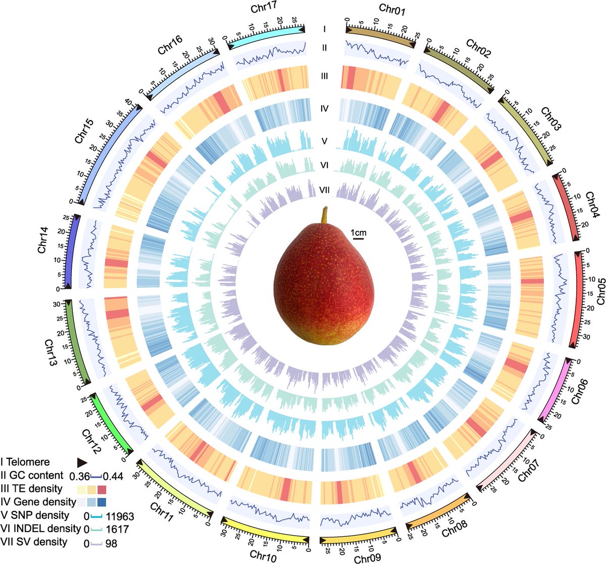 Breaking barriers in pear genomics! Introducing the telomere-to-telomere (T2T) gap-free genome of 'Yunhong No. 1,' a red-skinned pear from Yunnan Province, China. A game-changer for genome evolution and functional genomics. #PearGenomics #T2TGenome academic.oup.com/hr/article/10/…