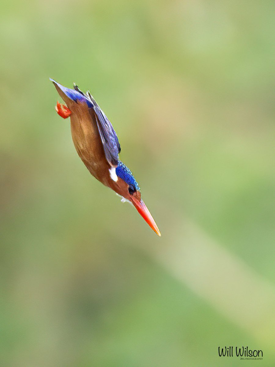 A diving Malachite Kingfisher… 📍@nyandungupark in #Kigali #Rwanda