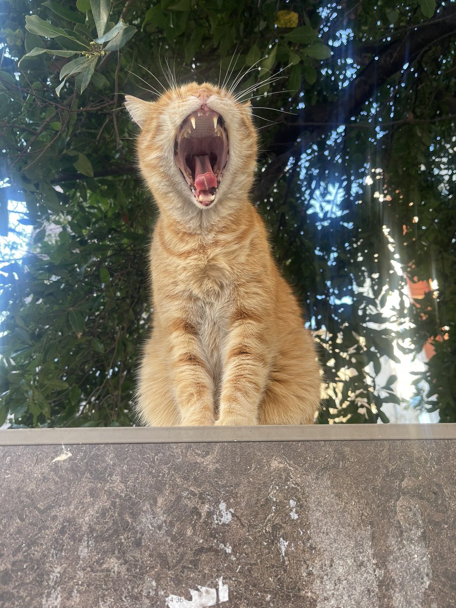 Ben bu kediyim sanırım..