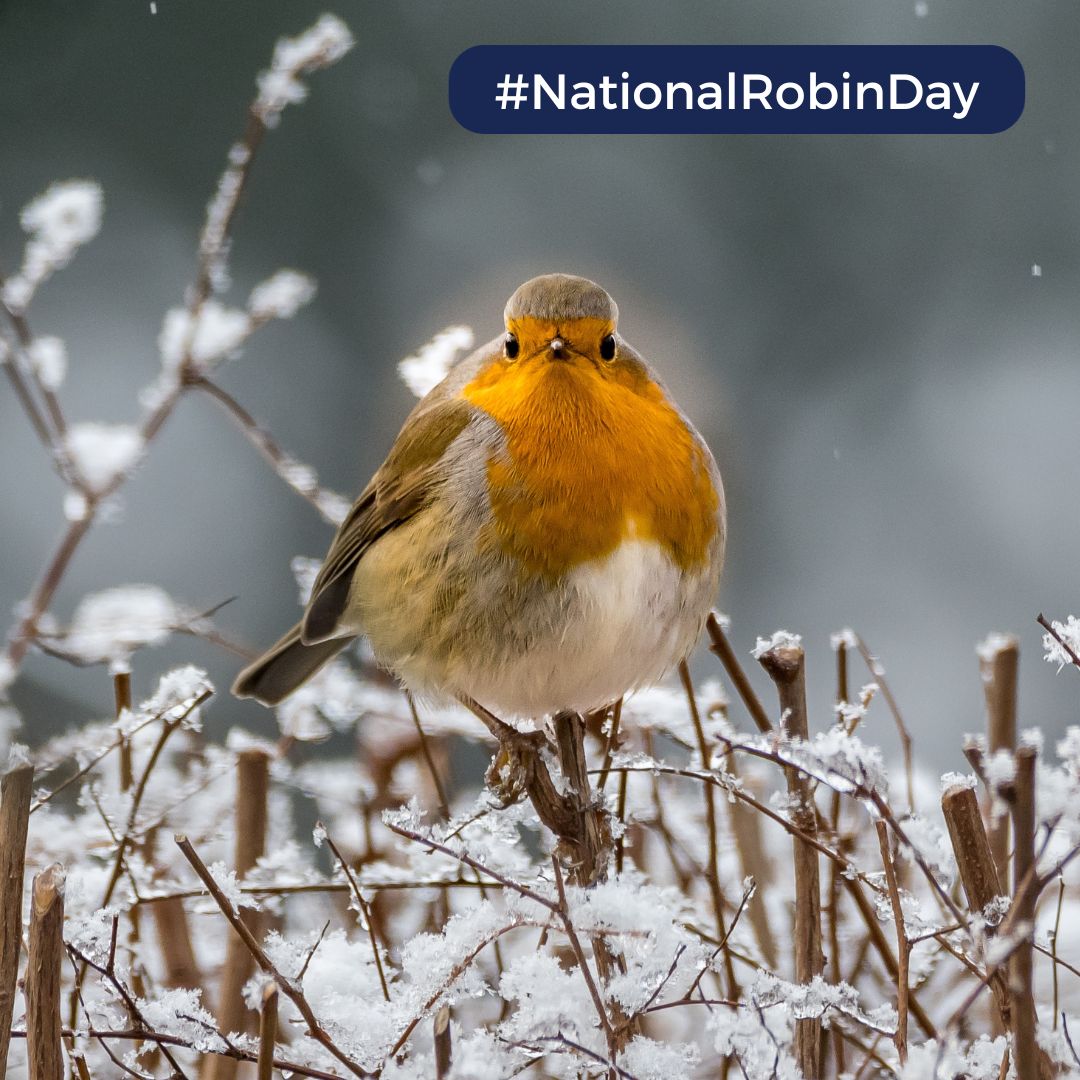 SongBirdSBS's tweet photo. 📻🐦What a great start to #NationalRobinDay! Our CEO, @YorkSue will be on @RadioHumberside soon around 7.30am talking with @Kofi_Smiles
We'll be celebrating the fantastic uptake of our free #RubyRobinAward by kids in #Hull and sharing our tips to help garden birds this winter. https://t.co/9ywAJAKFXx