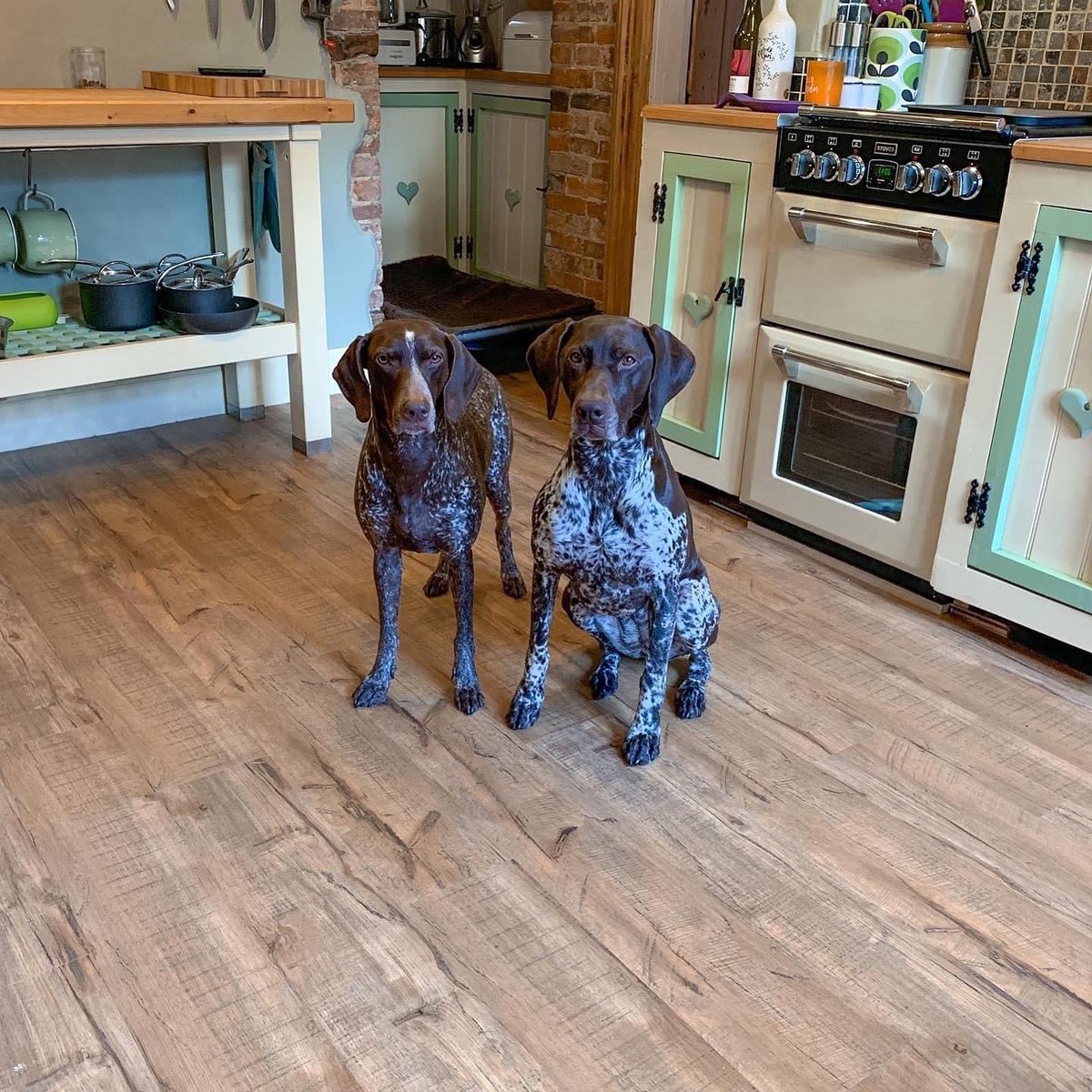 Do you worry about the impact slippy floors can have on your dog’s joints? @floorsforpaws provide hard-wearing, realistic wood effect flooring. It’s scratch resistant and anti-slip, perfect for paws old and young! dotty4paws.co.uk/businesses/lis… #EarlyBiz #MHHSBD