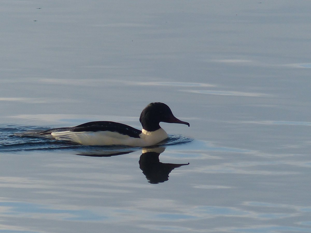JochenKrautwald's tweet image. Ein #Gänsesäger,  #Mergus_merganser am 3.12.2023 am Seerhein in Konstanz