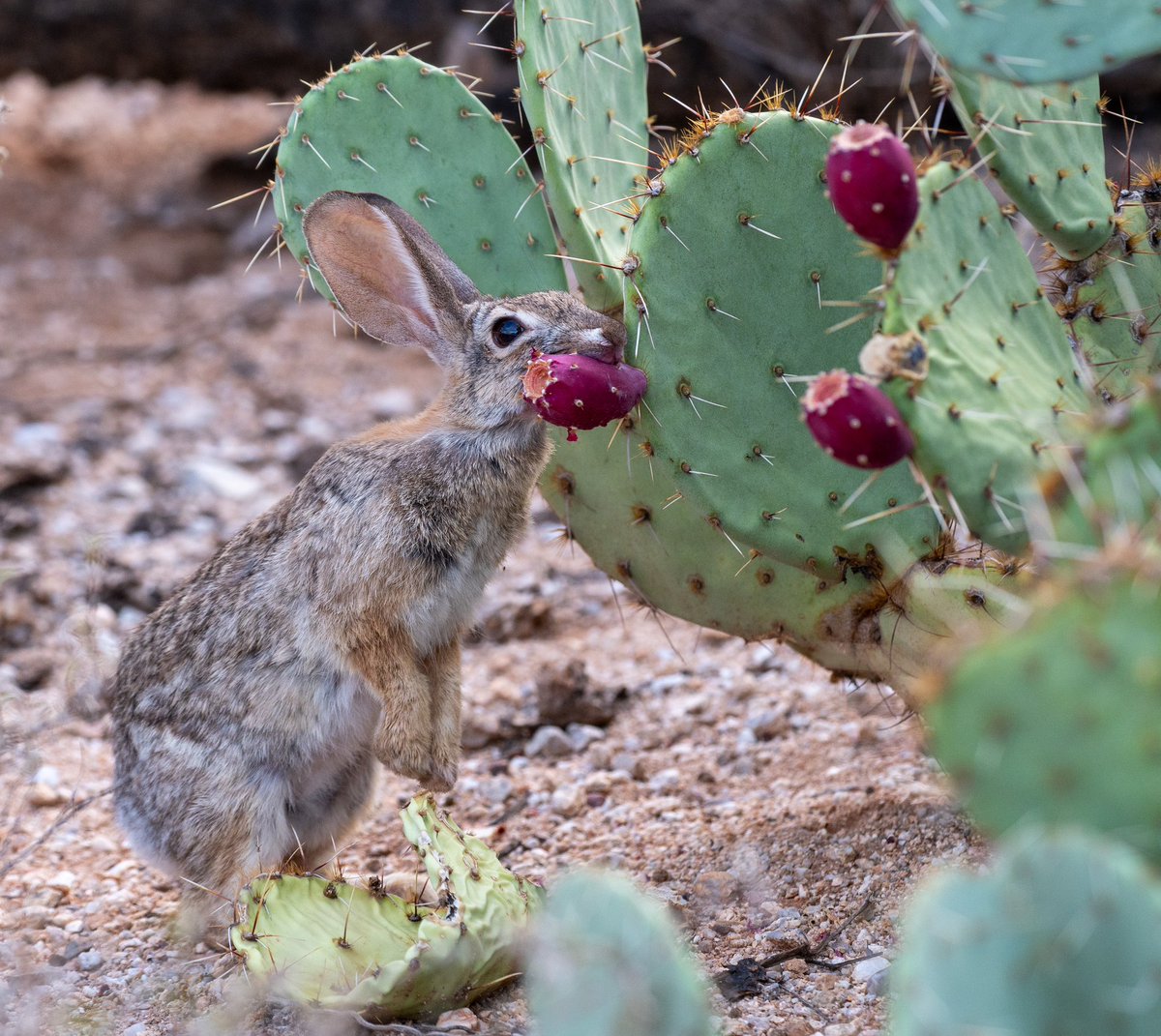#ArtAdventCalendar Day 21… Desert Cottontail samples some ripe cactus fruit