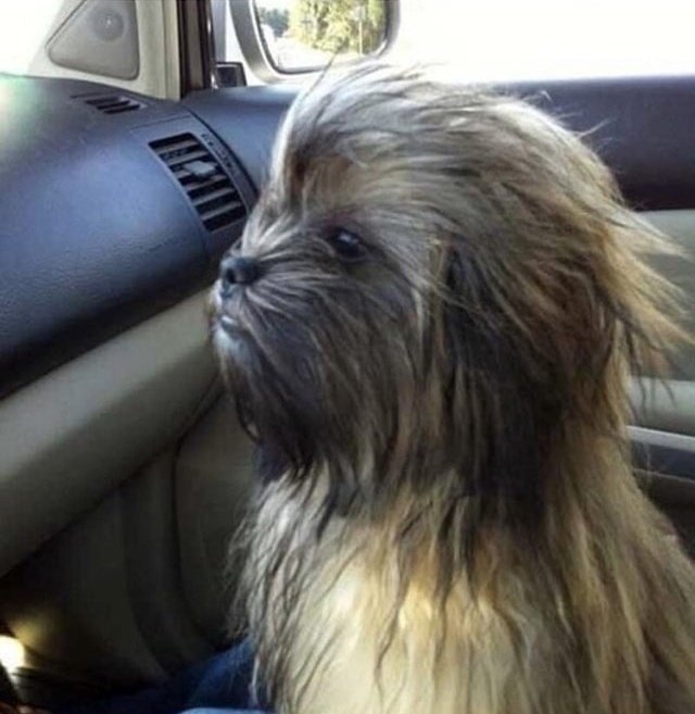 Chewbacca when he was in fifth grade