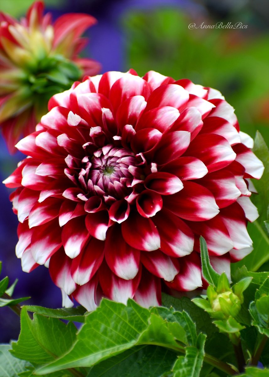 Like a peppermint candy … a little reminder of summer dahlia love♥️🤍♥️ #gardening #flowers