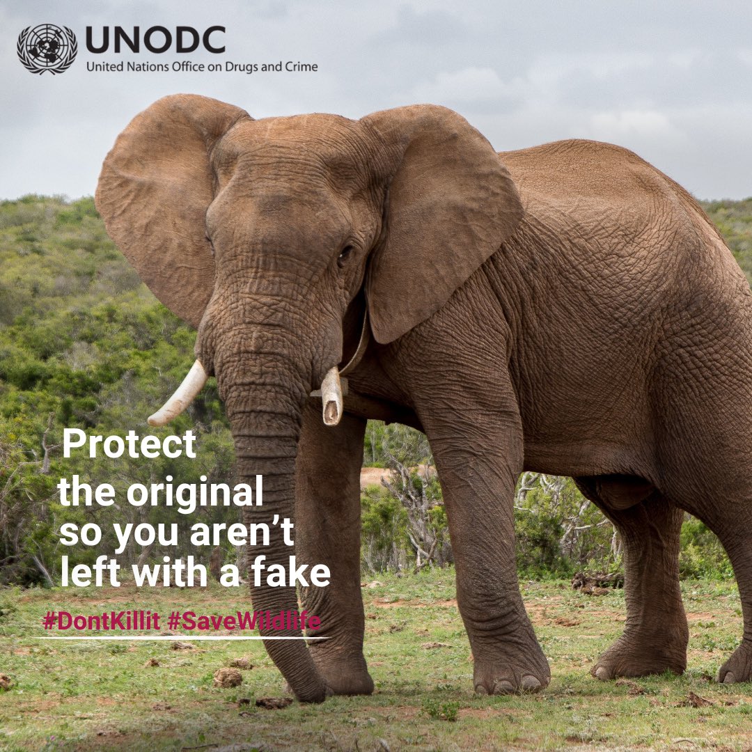 Don’t choose a future with fakes, protect the original. 

#DontKillit #SaveWildlife #endENVcrime