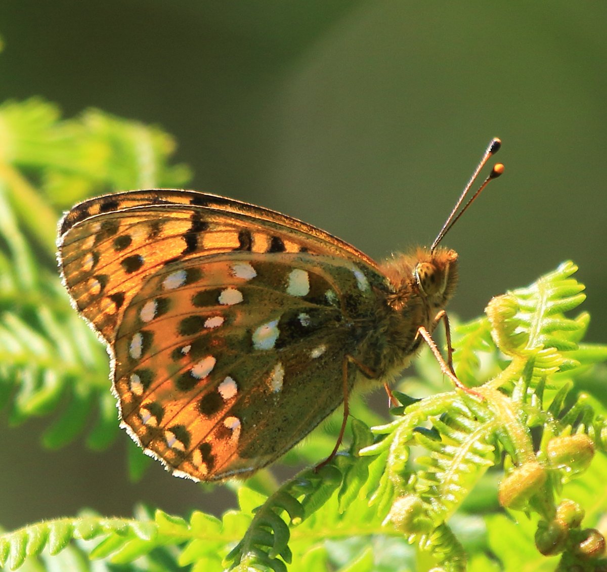 Dark green fritillary Dartmoor this summer.