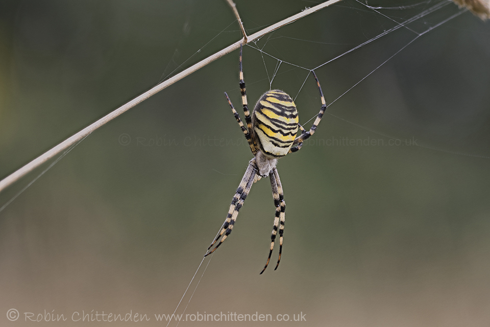 The latest 'Wildlife Roundup' has been published in the Winter issue of @NorfolkWT 'Tern' magazine. You can read a pre-edited version by clicking on robinchittenden.co.uk and then scrolling down to the relevant heading under 'Bird & Wildlife photographs'. Wasp Spider