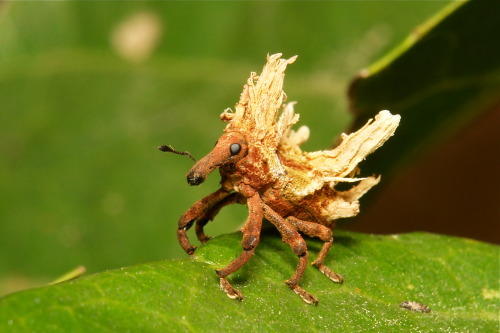Voici Alfie, un insecte de la famille des Curculionidae, avec des décos de cire pour le camouflage

Via @Sinobug (itchydogimages) sur Flickr