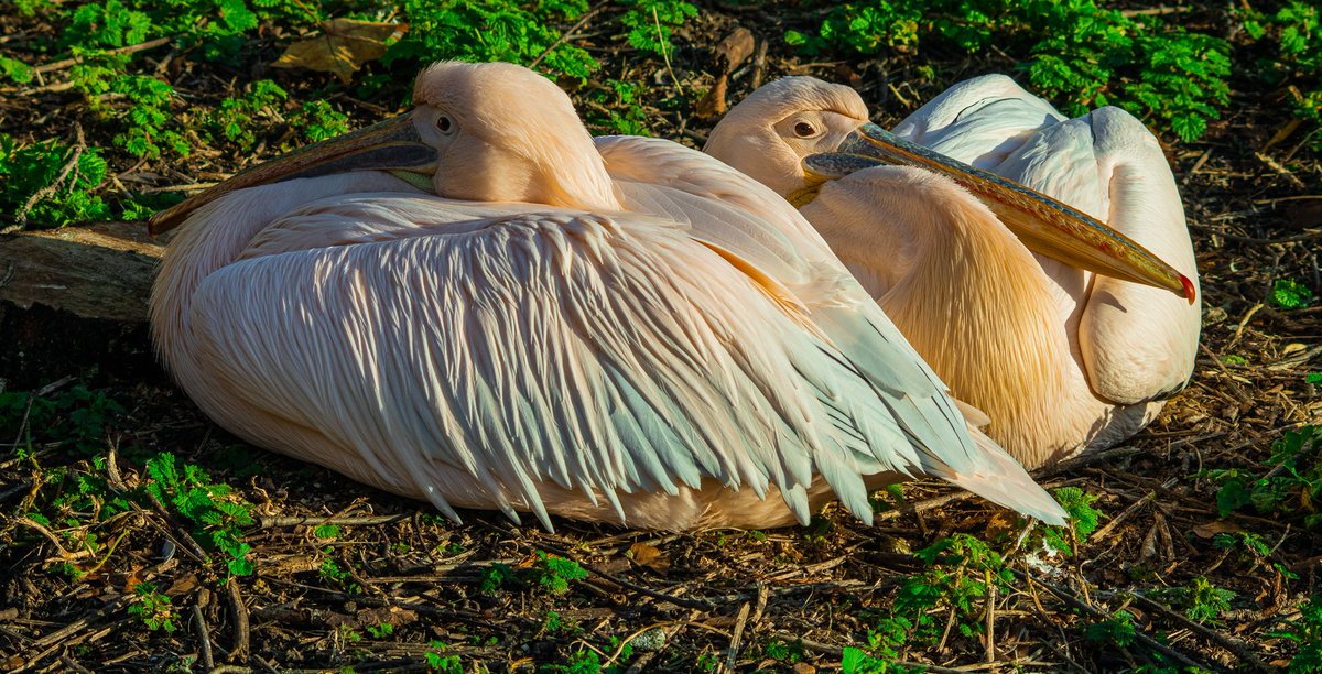 A few of my photos recently edited using Lightroom. These photos were taken last month in St James's Park London.