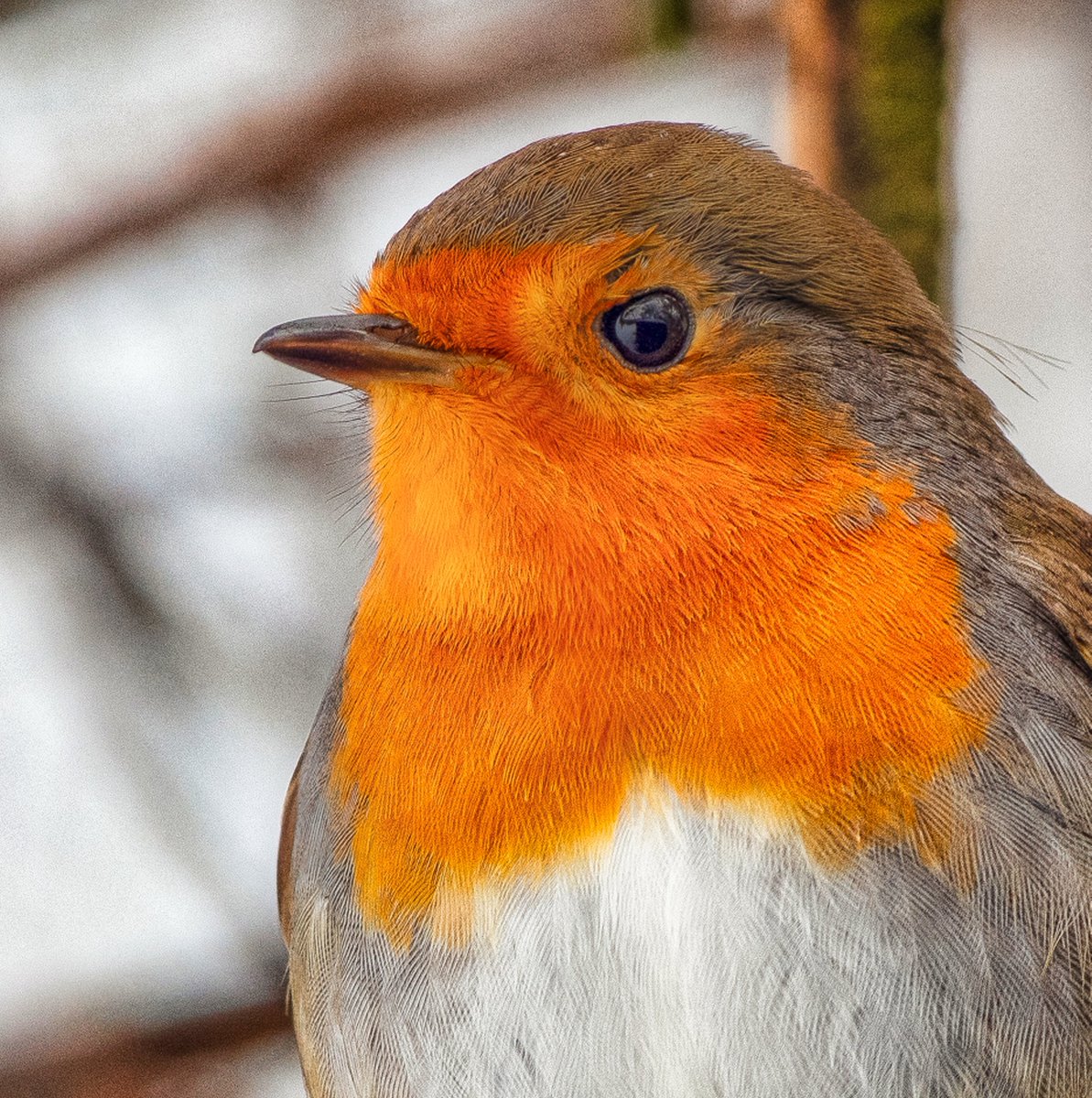 ‘Though she be but little she is fierce’ - Shakespeare It's National Robin Day, and we're celebrating this feisty, festive bird.
