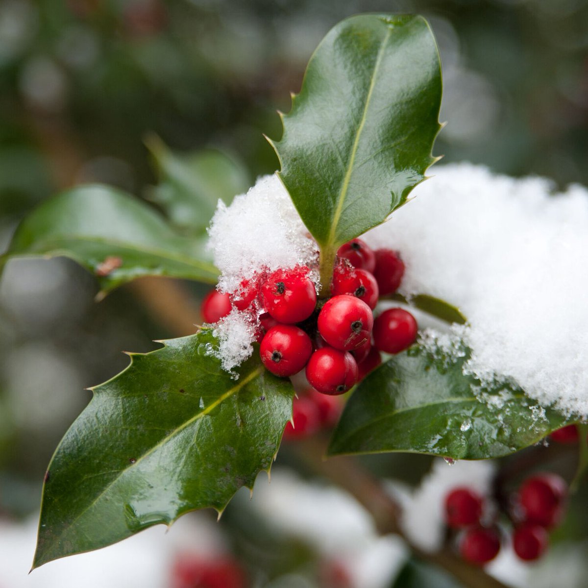 It's Christmas gifting time! 🎁 Here's an open access COMPLETE genome for English holly (Ilex aquifolium L.)! 🧬👇 ncbi.nlm.nih.gov/bioproject/PRJ… Love from Kew Science & our friends @sangerinstitute 🎅