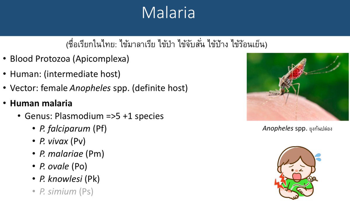 Malaria เป็นโรคที่เกิดจาก Protozoa กลุ่ม plasmodium ซึ่งอยู่ในกลุ่ม apicomplexa ซึ่งมี apical complex ไว้เจาะเข้า targeted cells 

ปัจจุบัน มี 5+1 species 
P falciparum (PF)
P vivax(PV)
P malariae(PM)
P ovale(PO)
P knowlesi(PK)
และ PS (P simium) ที่เจอในบราซิล 
พาหะคือยุงก้นปล่อง