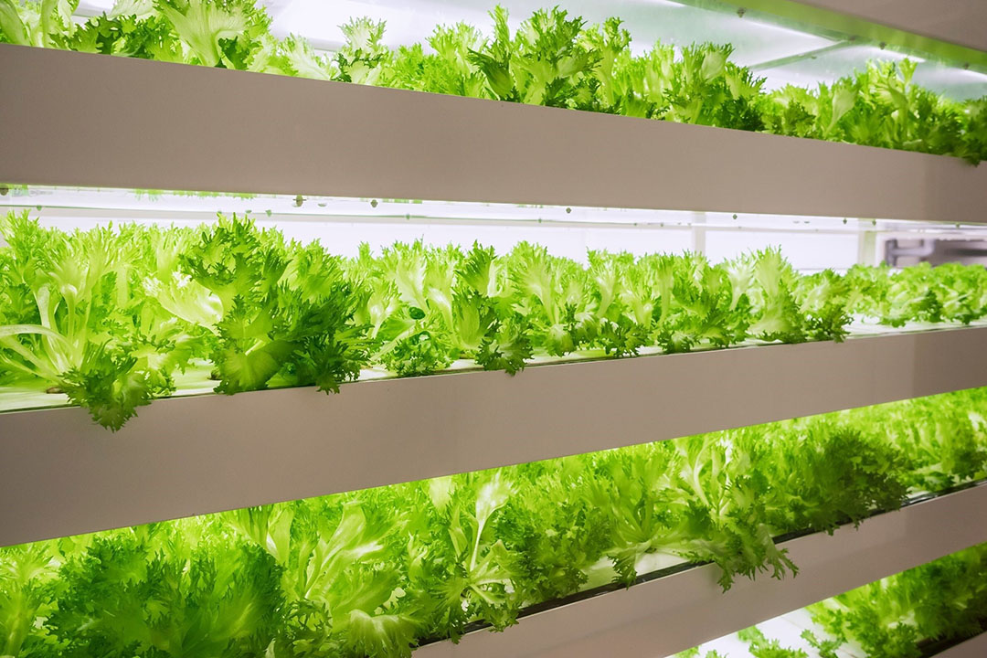 “Indoor farming tech market worth $ 24.8 billion by 2026” #farmialtd #farmingtrends