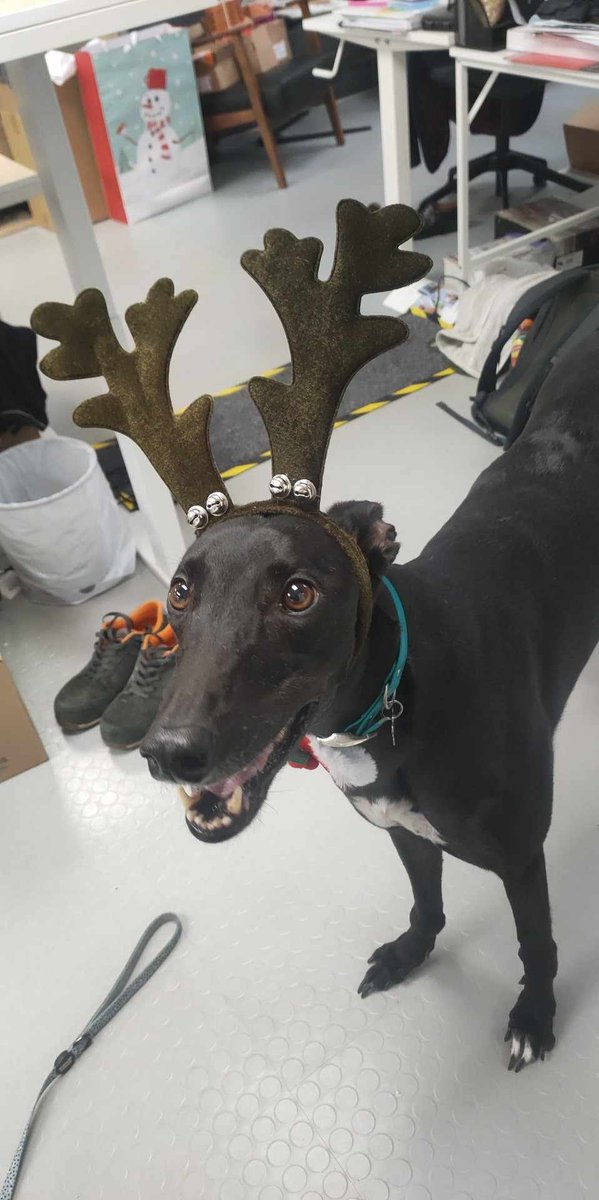 Reindeer in the office today.