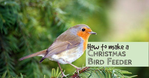 Don't forget the birds. Here's how to make a Christmas bird feeder bit.ly/3RvyzOu #GetOutside #christmeas #nature #birds