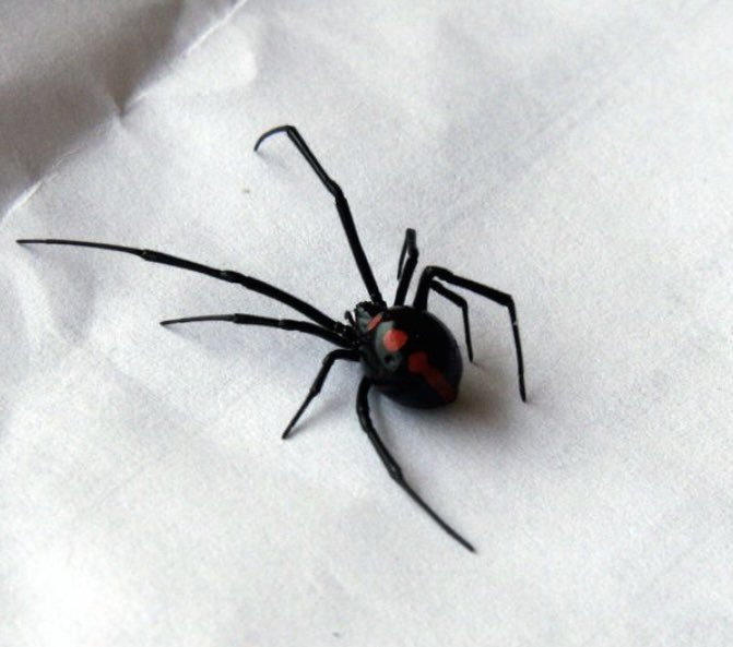 Count_Batcula's tweet image. ❤️❄️🖤