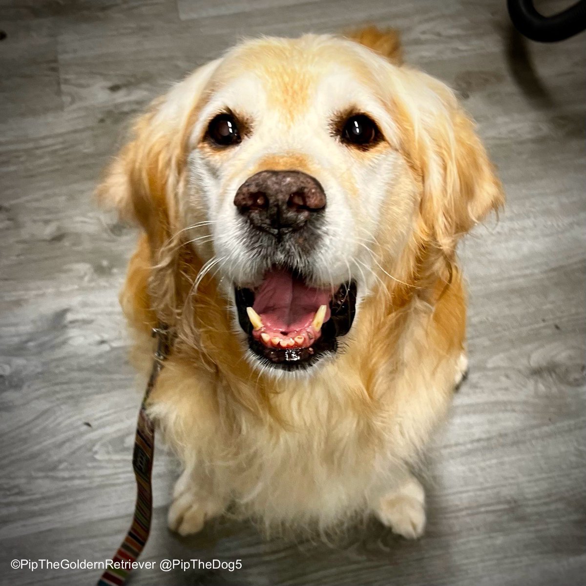 🛁🐶🚿

From scruffy to fluffy! Guess who’s had a doggy spa in time for the holidays. Thank you Southborough Pet Groomers!

#GoldenRetrievers 🐕😀🐾
#DogsOfTwitter #DogsOfX