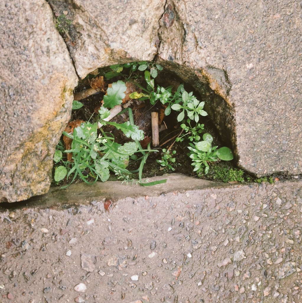 Just watched a young lass of about two stop her dad and show him this little garden in the high street pavement. Delightful! They see the important things we adults miss. #plantblindness