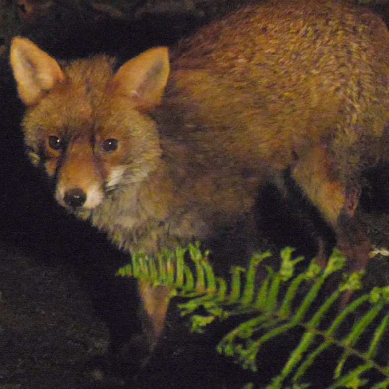 Another Christmas miracle🌟 Gordon's bite wounds have almost completely healed after just 5 days of treatment. He is fully weight-bearing on his injured leg again and is trotting through the night with no care in the world! 🦊♥️ I'm so grateful 🙏