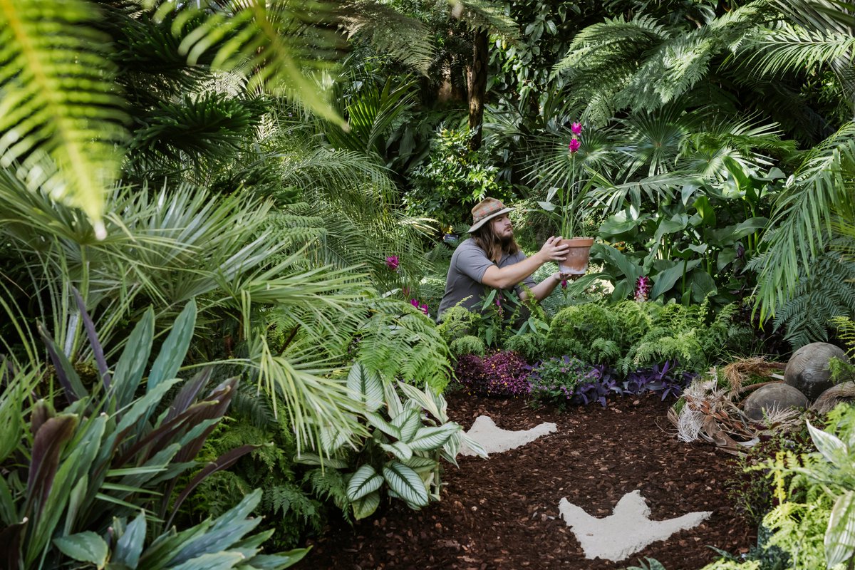 This winter, the Glasshouse at RHS Wisley will be transported back to long, long ago for the Houseplant Takeover – Plants Before Time exhibition, on from 3 February to 10 March 2024. Step inside to discover fascinating plants, fossils, footprints and more! rhs.org.uk/gardens/wisley…