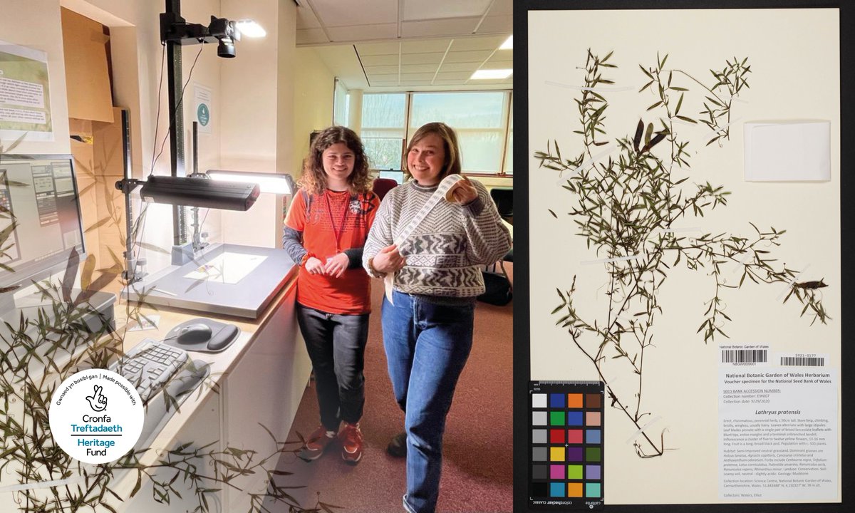 We’ve officially barcoded and photographed our first lot of Herbarium specimens! Lucky number 0000001 was Lathyrus pratensis, Meadow Vetchling, collected just outside the Science Centre here at the Botanic Garden, quite appropriate if you ask me! @HeritageFundUK 1/2