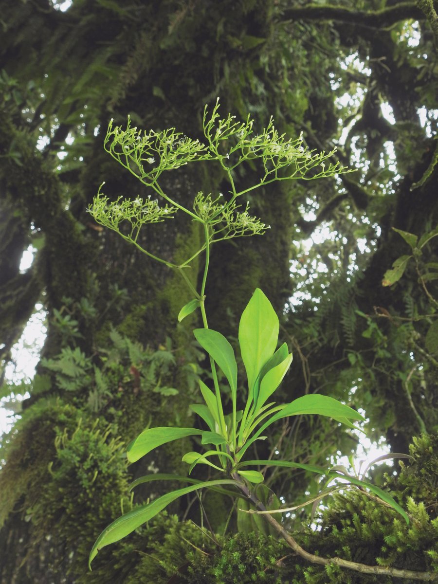 HIGH RISE VALERIAN!
Meet the first #epiphytic species of #Valerian:
Valeriana rudychazaroi (Caprifoliaceae), unique to thefrom the #cloudforest of Mexico. 2023
#BotanicNews #BotanicsmanLink free access:
phytokeys.pensoft.net/article/110905/