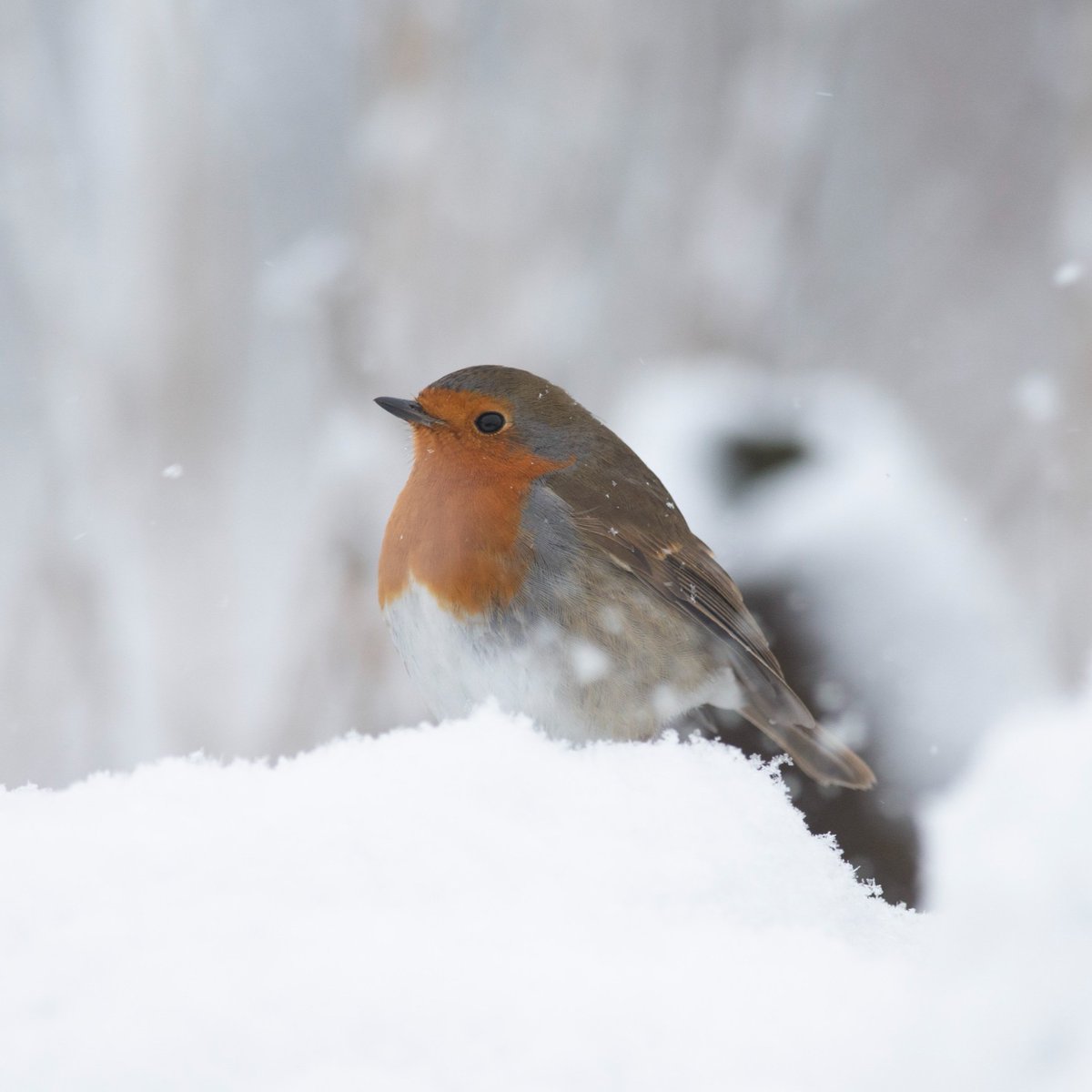 🐦 It's #NationalRobinDay! 💚 The robin is undoubtedly one of Britain's best-loved birds. 👉 Learn more about #robins, including how to feed them, where they nest, and when they migrate: bit.ly/3uT8ykh