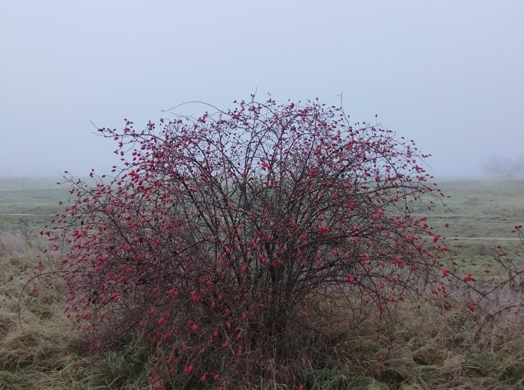 Meine Tweets sind irgendwo im Nebel verschwunden, oder ich habe hier tatsächlich seit 2 Wochen nichts mehr gepostet..🤔(?) Moin..