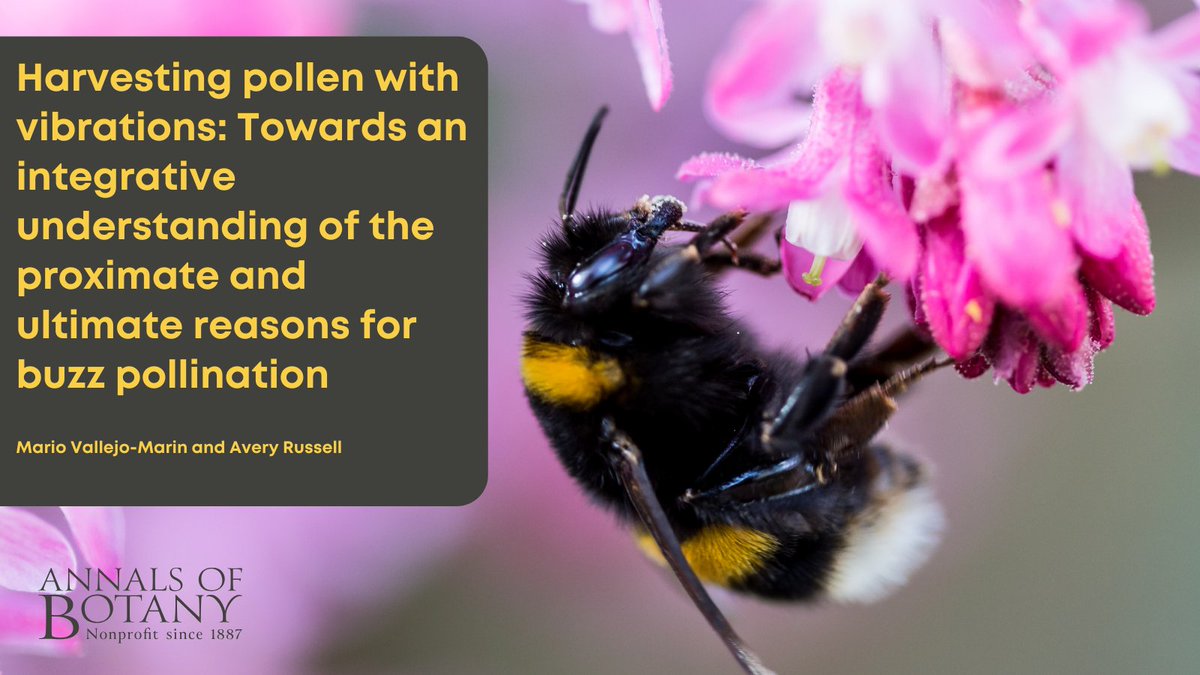 🐝🌼Join us to learn about the newly published review ‘Harvesting pollen with vibrations: Towards an integrative understanding of the proximate and ultimate reasons for buzz pollination’ in @annbot by @nicrodemo and @DrAverbee botany.fyi/7VBXkX (1/8) #AoBpapers