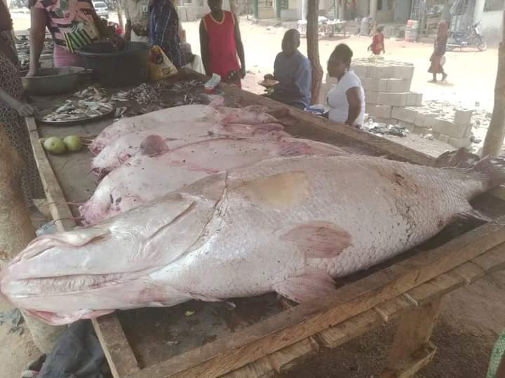 @KChoji26228 @CalebMutfwang @kaptainblak @liveoffetty @JesseAbai @S_kangmi @Mnsresort @aplori_org @YakubuTaddy @promotingjos24 @Blunt_316 The king Fisher[small body nobi disease]with the swiftness & vision like that of the eagle it catches its prey.U can call it our Jos DR FISH for so hunger is stamped out with gainful employment.'Better to Teach a child how to fish 🎏 
As salaam alaikum