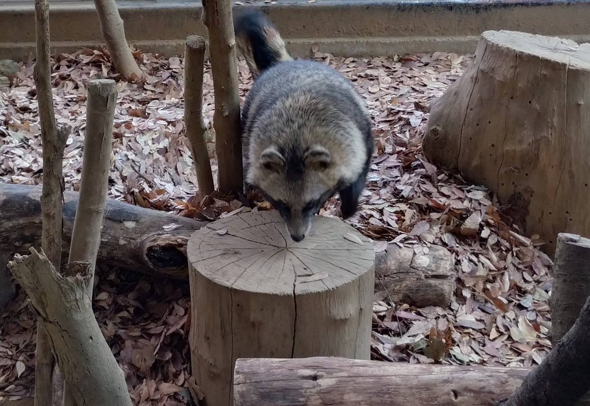 公式】川崎市夢見ヶ崎動物公園 on X: 公式】川崎市夢見ヶ崎動物公園 on X: