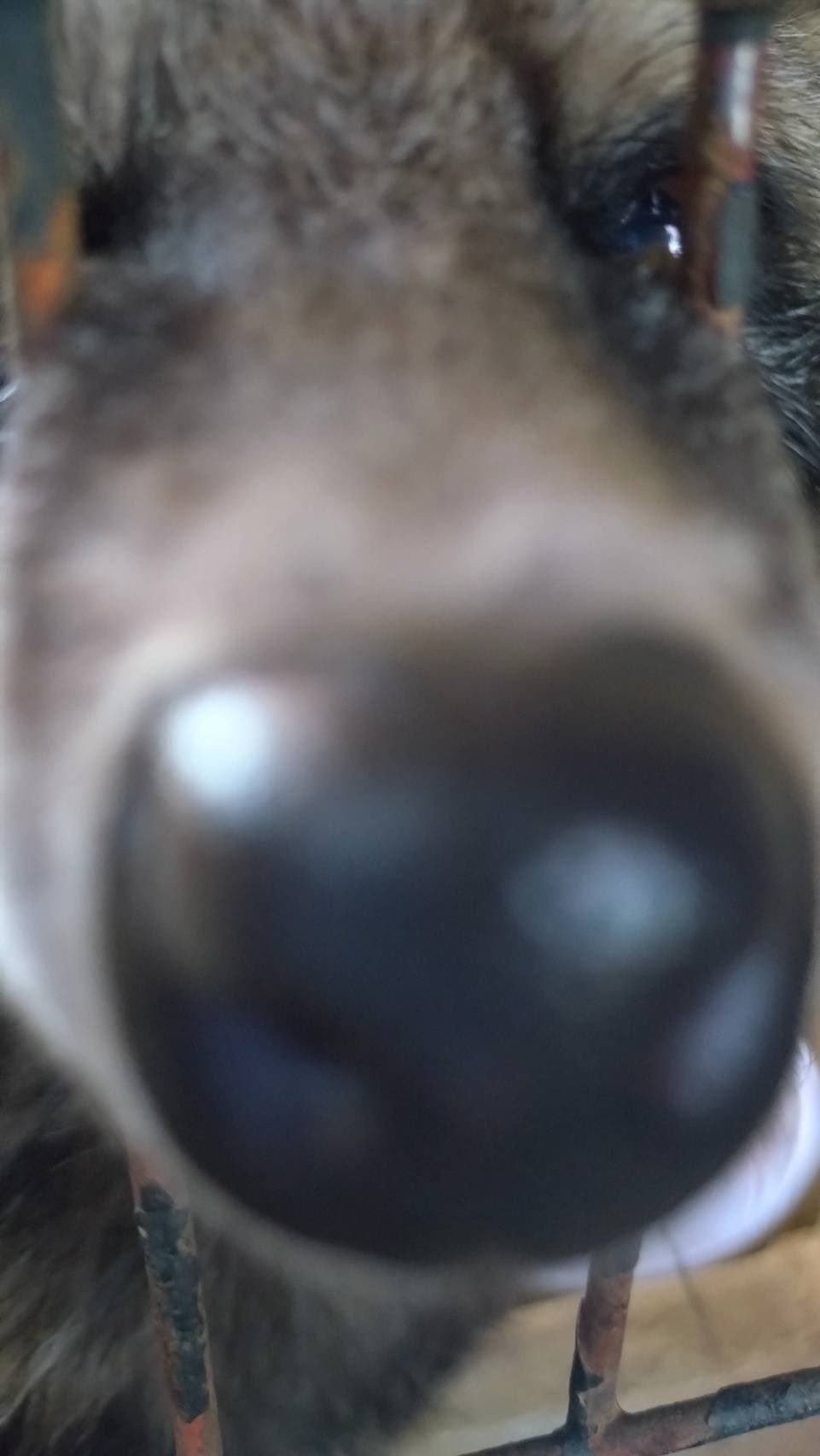 公式】川崎市夢見ヶ崎動物公園 on X: 公式】川崎市夢見ヶ崎動物公園 on X: