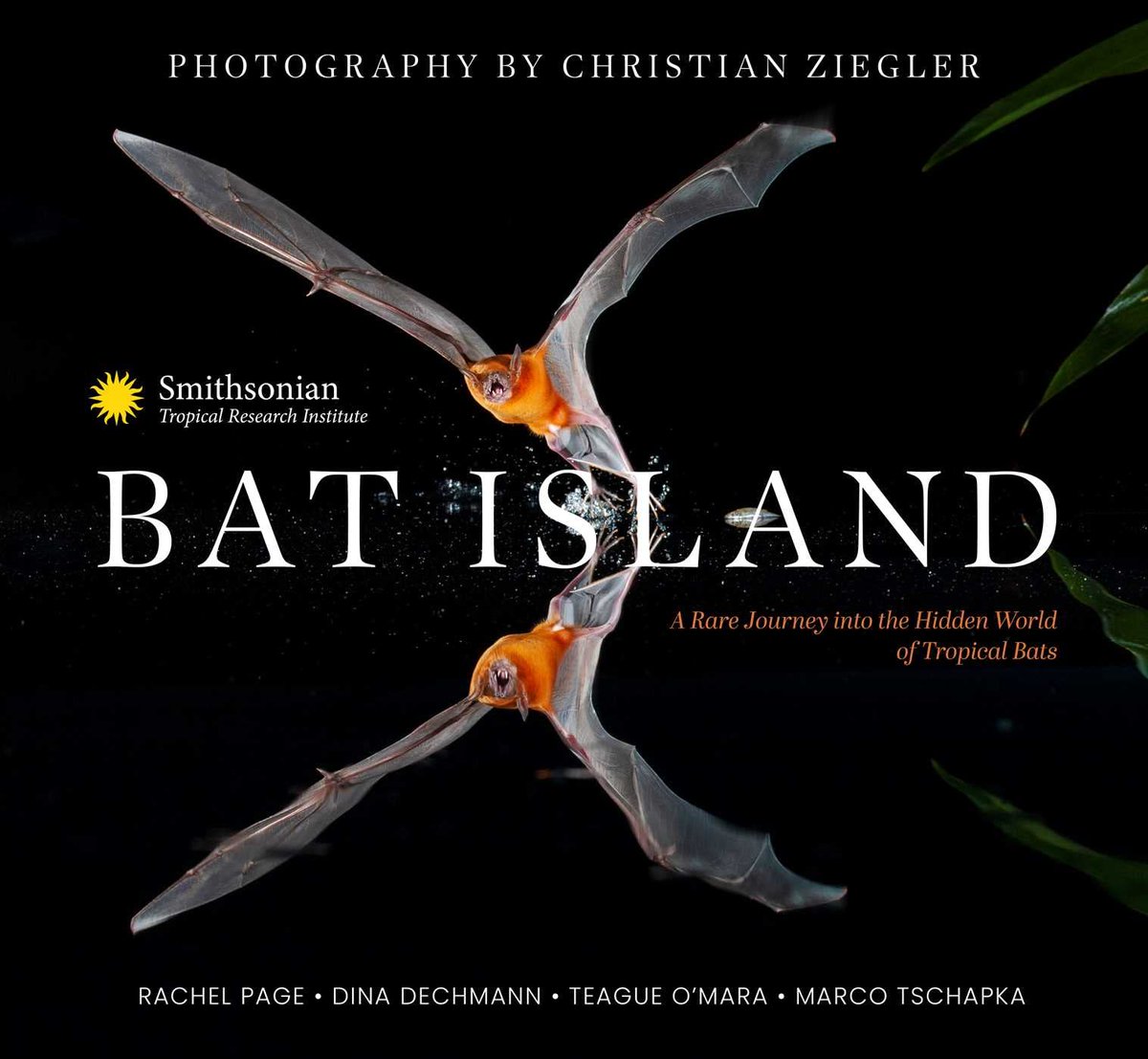 „Bat Island“ entführt in die besondere Welt tropischer Fledermäuse🦇. Der spektakuläre Bildband mit Fotos🎞️ von Christian Ziegler wurde vom @stri_panama herausgegeben, im Andenken an die Ulmer Biologin Elisabeth Kalko t1p.de/Bat-Island *wt/📸: Ziegler #uulm @MPI_animalbehav
