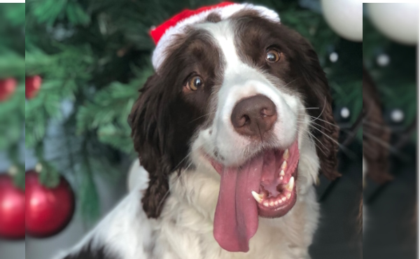 We’d love you to meet Police Dog Buddy, fully signed up member of #SantaPawsPatrol #Essex. The experienced 7-year-old is royalty in our eyes – he helped the King prepare for his #Coronation. “Happy Woofmas” everyone. #ProtectingAndServingEssex
