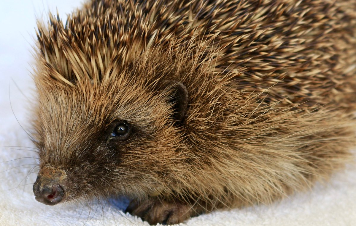 I want to believe people care but the number of signatures on my #HedgehogPetition & this nature depleting government’s response tells another story. Time is running out for an iconic species in serious decline. 👉🏻🦔petition.parliament.uk/petitions/6430…