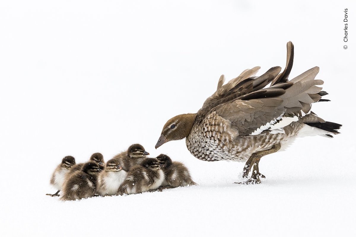 This wood duck and its brood were caught in a late spring snowstorm.

‘After being blown over and wandering very far for little, tiny legs they did find their way to safety in a creek.’ - Charles Davis

Vote in our #WPYPeoplesChoice Award: bit.ly/WPY59-ViewPeop…