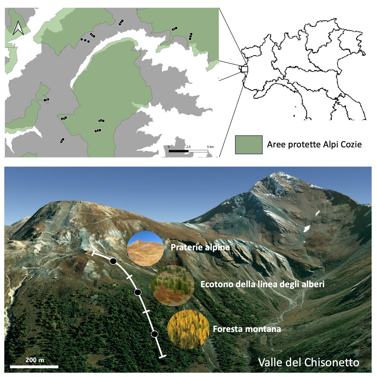 Nuovo studio del dottorando Riccardo Alba pubblicato su Journal of Ornithology sull'importanza conservazionistica degli ambienti di alta quota per gli uccelli migratori nel periodo post-riproduttivo parchialpicozie.it/news/detail/20… @rickyalba26 @DanC_eco @MarthaMariaSan @ParchiAlpiCozie