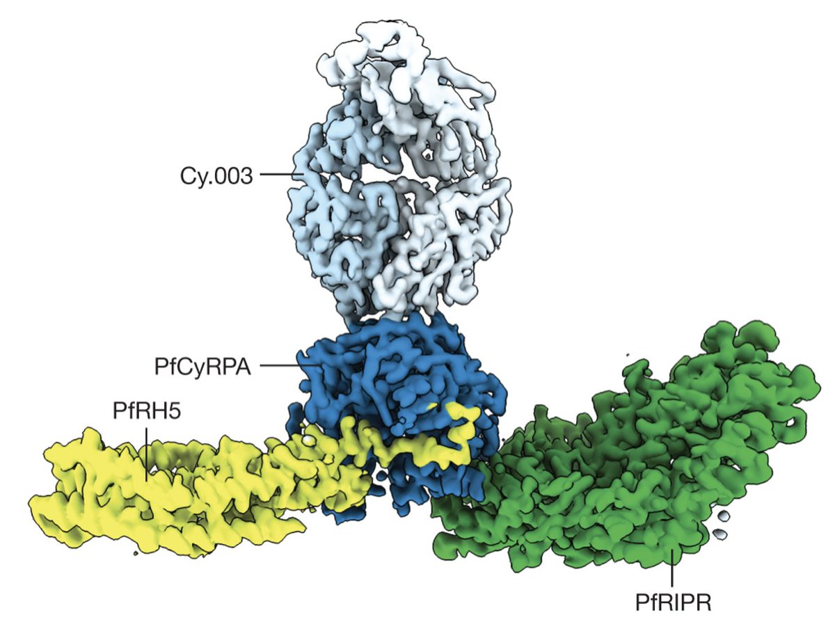 Over the moon to share that this has now been published in <a href="/Nature/">nature</a>! Congrats to everyone involved! Check it out here - rdcu.be/dt907 
Or watch us chat about it here - youtu.be/gOMMK49rhmg