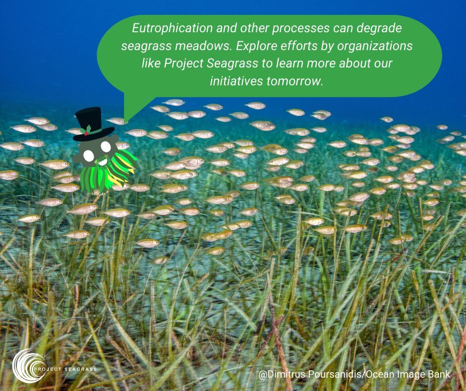 Join us for our third day as we embrace the arrival of the Seagrass Present! Today, we explore the obstacles faced by seagrass and the specific threats. Stay tuned for tomorrow's update on the efforts to safeguard seagrass from losses! #SeagrassConservation #ProtectOurSeagrass