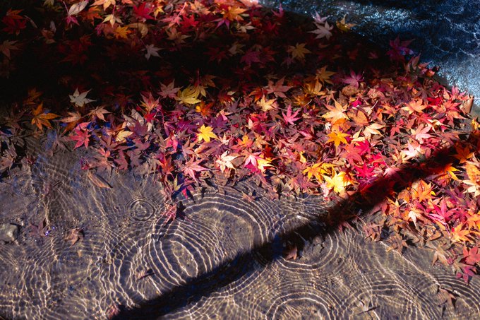 「autumn scenery」 illustration images(Latest)