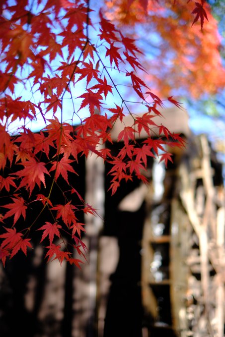 「autumn maple leaf」 illustration images(Latest)