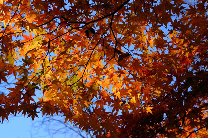 「秋 自然」のTwitter画像/イラスト(新着)