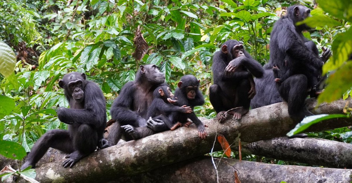 We're closer to apes than you might think, a new study into friendship suggests bbc.co.uk/newsround/6777…