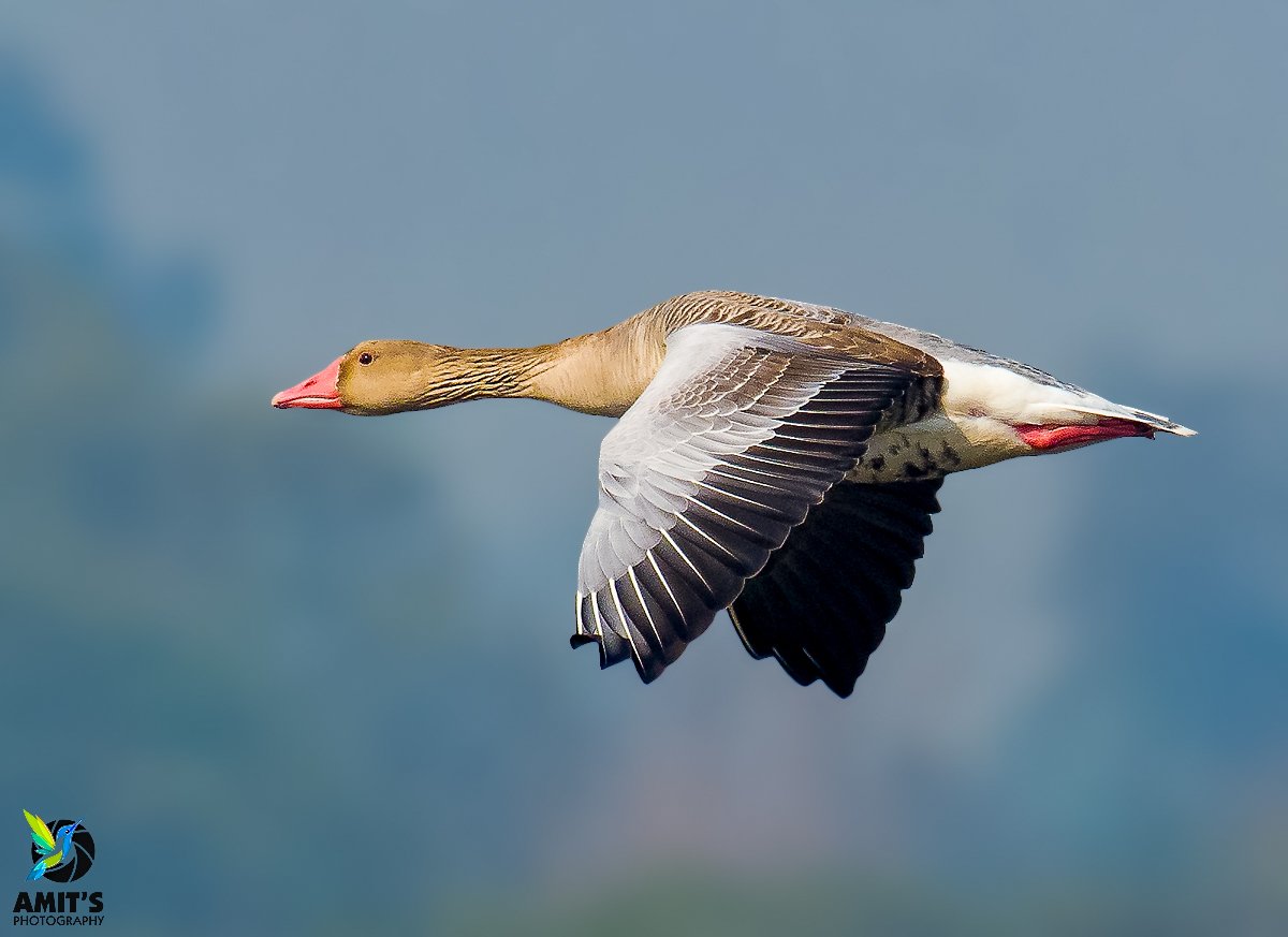 Greylag Goose #inflight

#beauty #birds #earthcapture #birdphotography #BirdTwitter #IndianBirds #NaturePhotography #birdsofindia #BirdsSeenIn2023  #naturelover #natgeo #nikonasia #avibase #birds_lover #bestbirdshots #birdsportrait #mydailybird #IndiAves